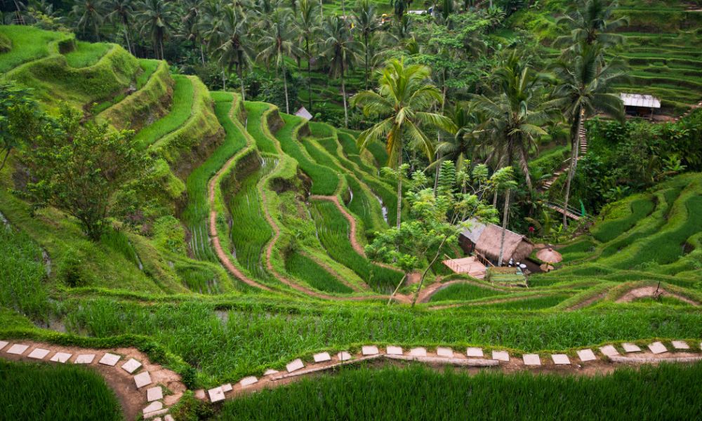 Tegalalang